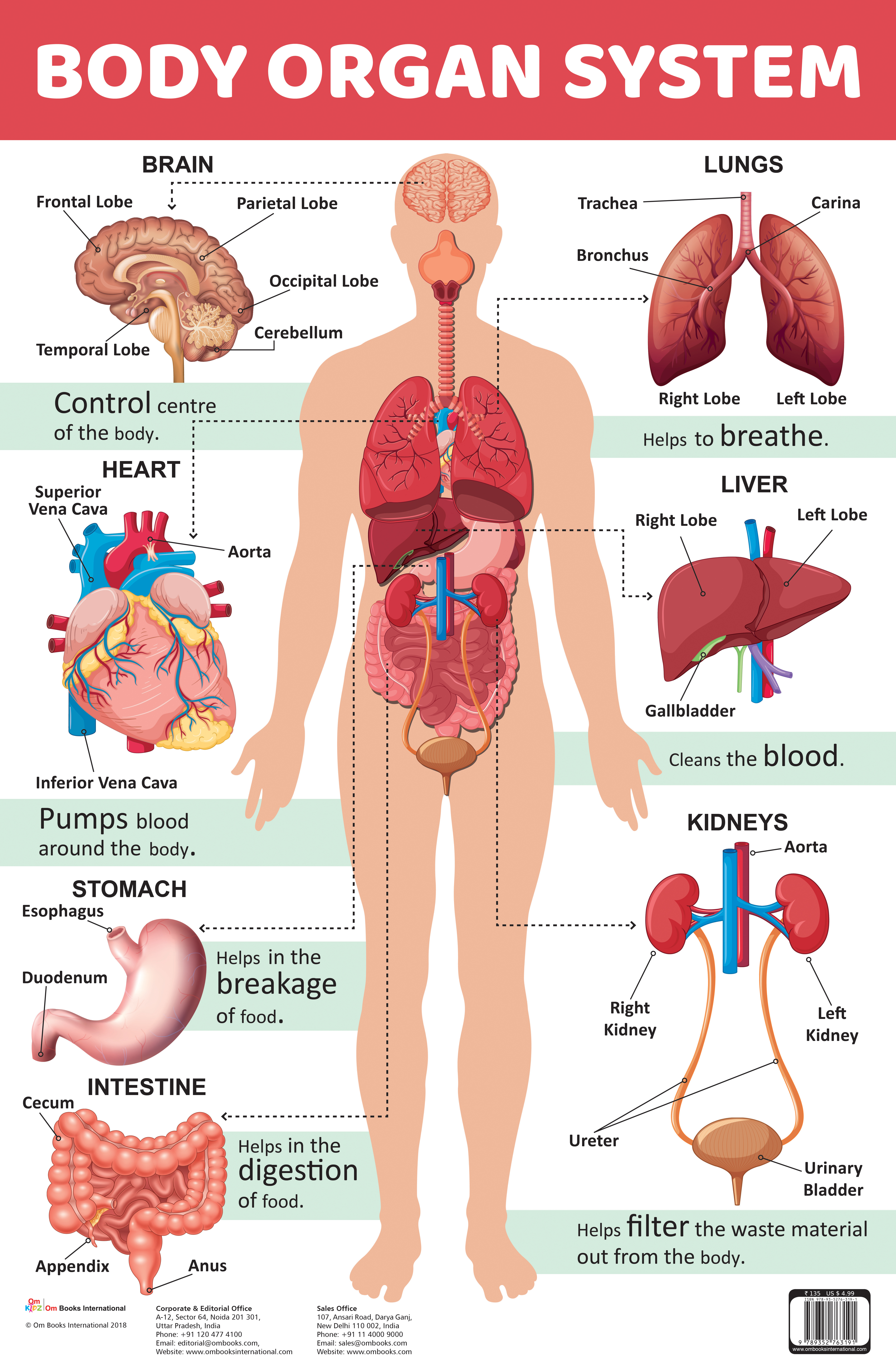 Body Organ System : Charts 